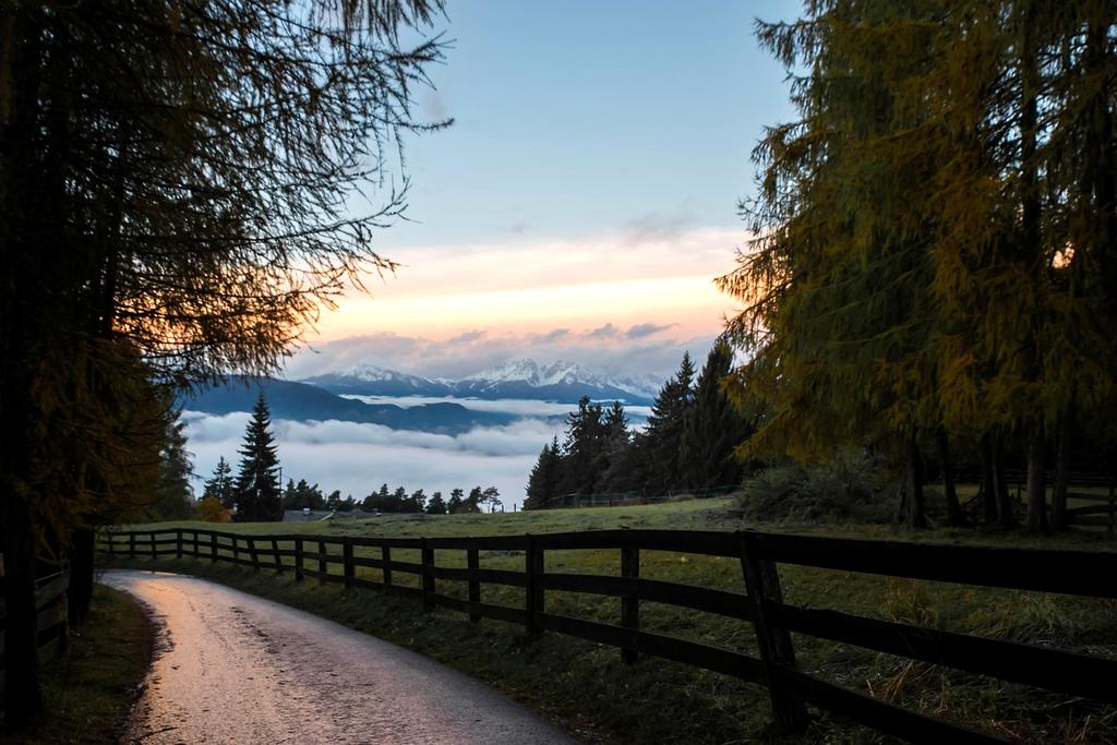 Lush forest pathway with sunlight filtering through green leaves