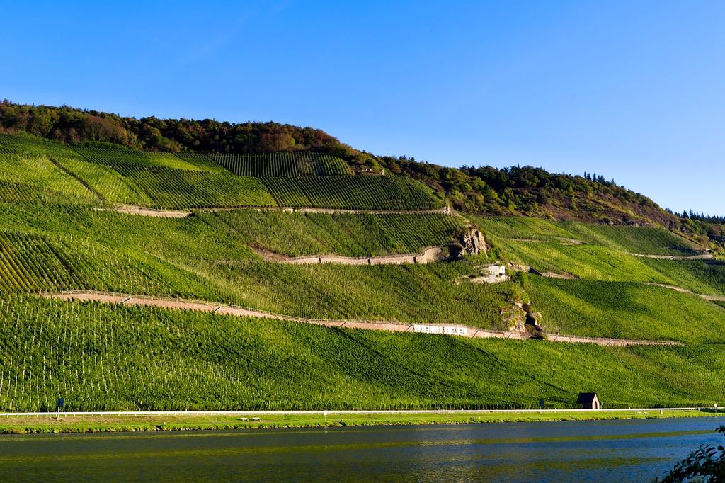 Rolling vineyard hills with grape vines stretching toward distant mountains