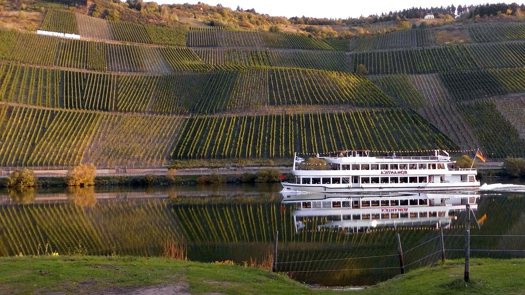 Wine glasses raised in toast overlooking a vineyard under clear blue skies